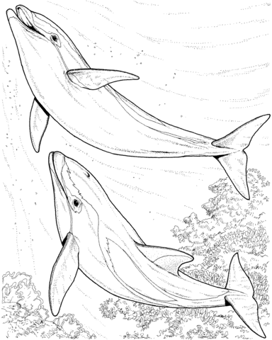 Two Dolphins Coloring Page